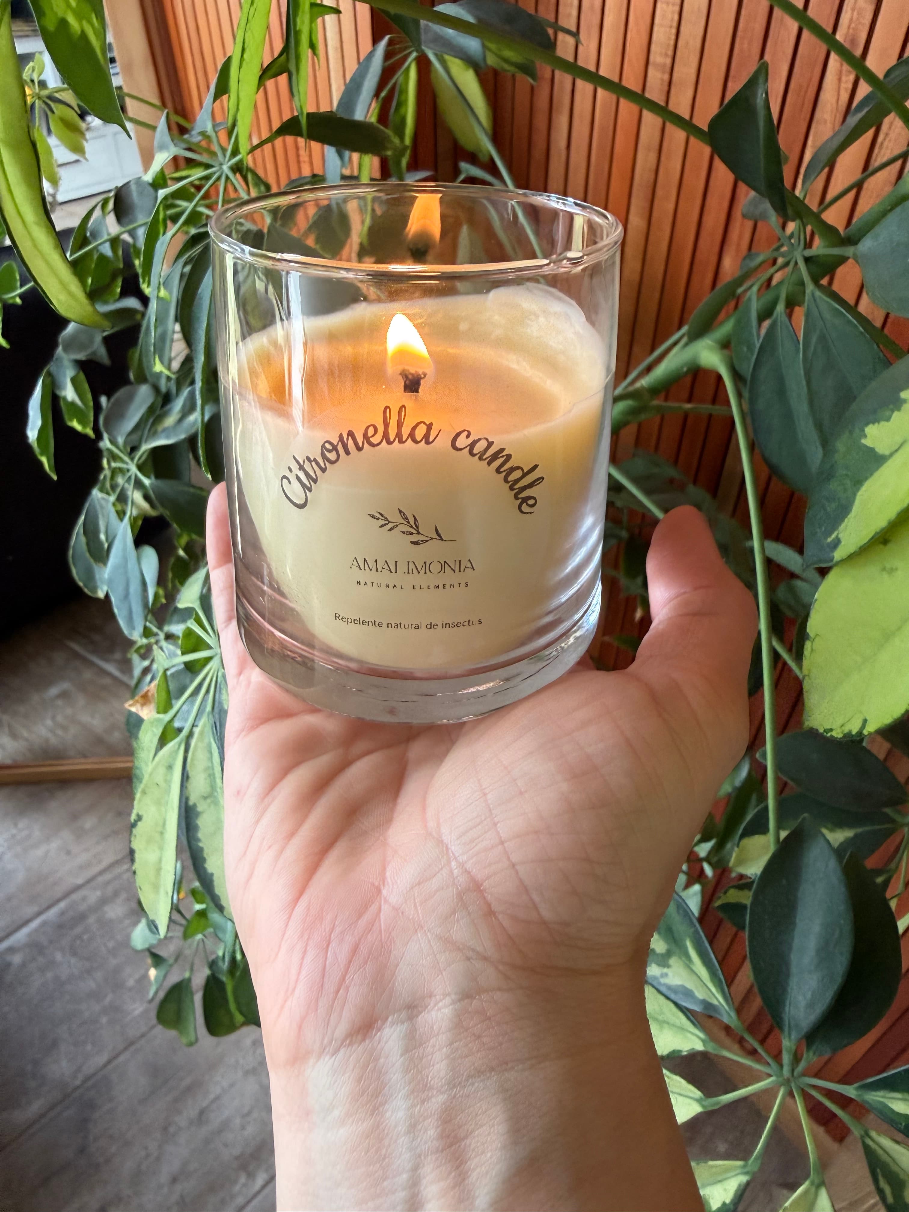 Vela citronella